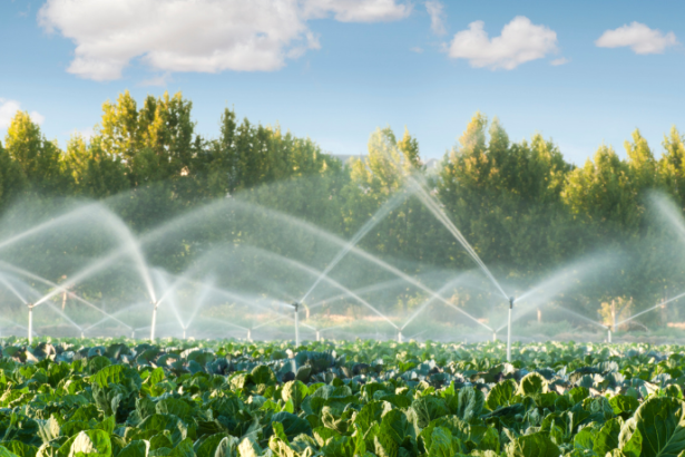 João Eustáquio De Almeida Junior analisa como a irrigação nas lavouras é essencial para garantir estabilidade produtiva e reduzir prejuízos no campo.